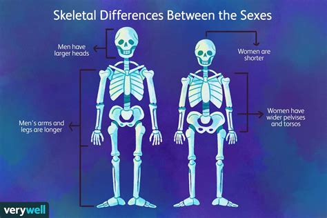 Female Vs Male Skeleton