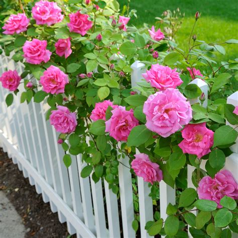 How to Plant Roses - The Home Depot