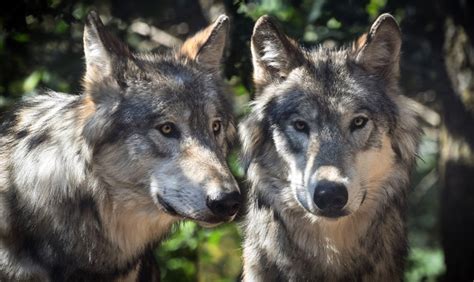 Le loup, animal sauvage controversé