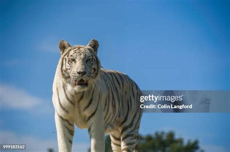 1,435 White Tiger Habitat Stock Photos, High-Res Pictures, and Images ...