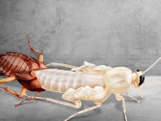 What is an albino roach? - Smart Farmer Club