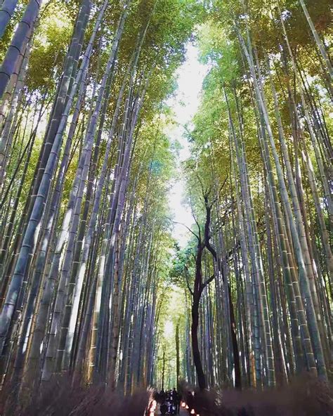 Sagano Bamboo Forest In Kyoto, Japan