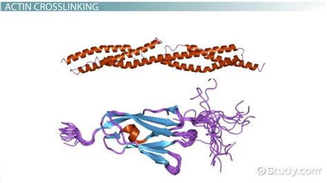 Actin Filaments: Function & Structure - Video & Lesson Transcript ...