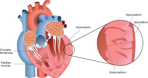 Anatomy of the cardiovascular system Flashcards | Quizlet