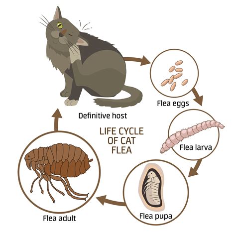 Getting Rid of Fleas - Tufts Catnip