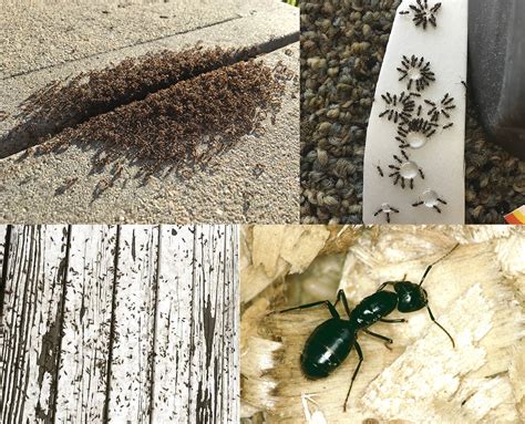 Ants in the Home & Landscape | Announce | University of Nebraska-Lincoln