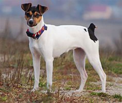 Jack Russell Terrier vs Brazilian Terrier - Breed Comparison