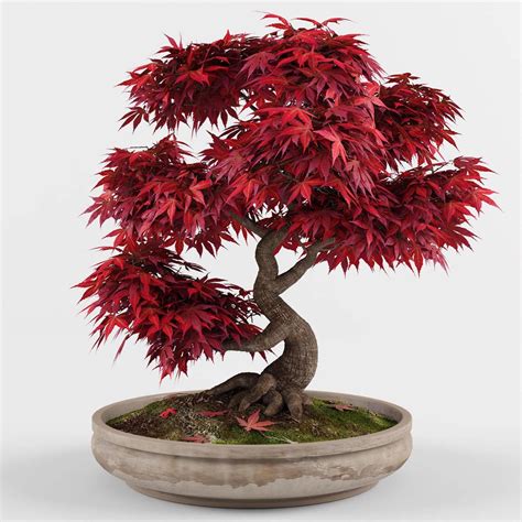 Japanische Rote Ahorn Bonsai Samen Acer Palmatum - Etsy.de