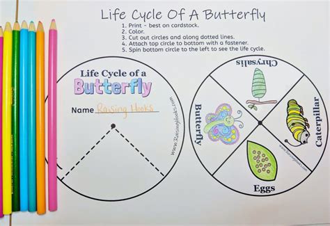 Life Cycle Of A Butterfly Wheel – Raising Hooks