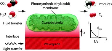 Evanescent photosynthesis: exciting cyanobacteria in a surface-confined ...