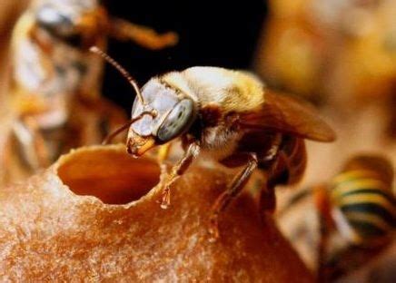 Mayan stingless bees (melipona beecheii) are probably the most common species raised in ...