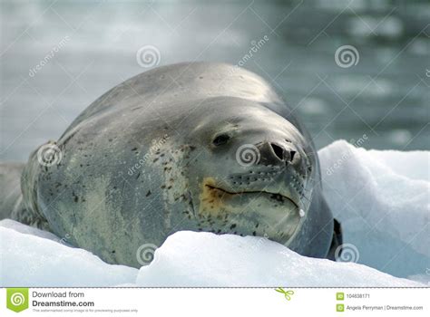 Leopard seal on an iceberg stock image. Image of leopard - 104638171