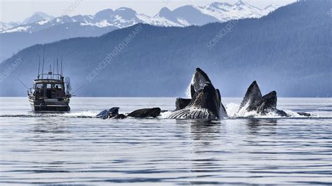 Humpback whale pod engaged in social foraging - Stock Image - C041/6853 - Science Photo Library