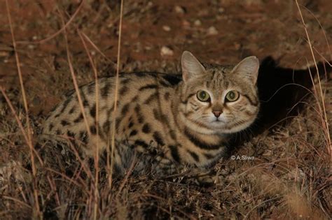 Black Footed Cat Scientific Name - DevengroBranch