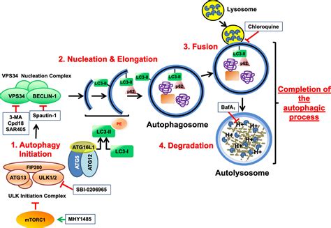 Autophagy Cell Death