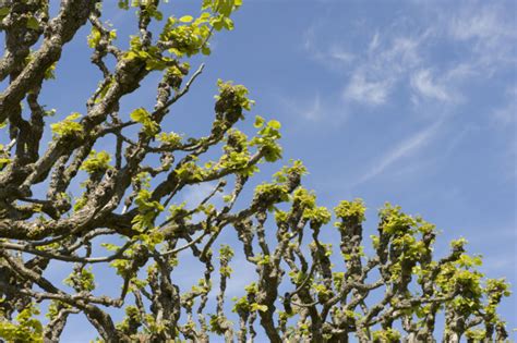 Pollarding is an ancient pruning technique – Orange County Register