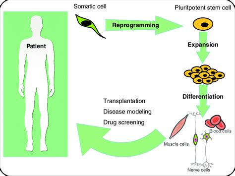 Schematics of human-induced pluripotent stem cells and its ...