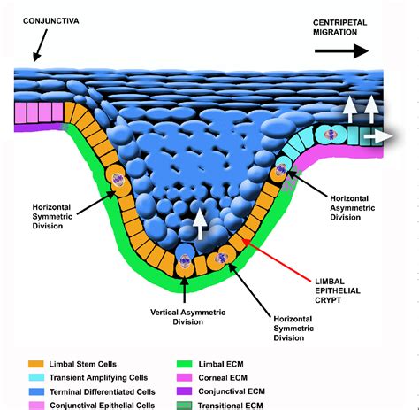 Figure 2 from Review: Corneal epithelial stem cells, their niche and ...