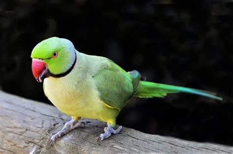 Parrot Price In India (Different Legal Breeds) - Petfather