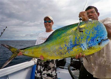 International Fishing News: VIDEO: world's biggest dorado (mahi mahi ...