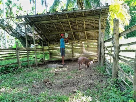 Free range pig growing a common practice in Davao Occidental