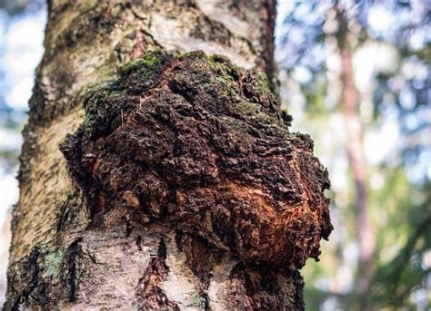 How to Find, Harvest and Process Chaga Mushrooms