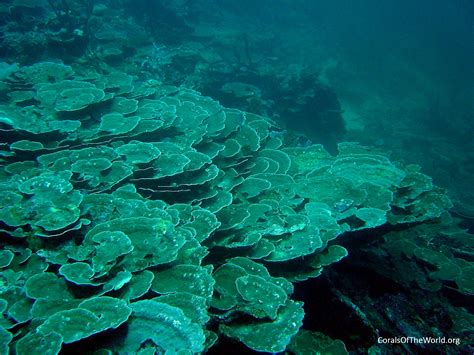 Corals of the World