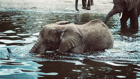 elephant, baby, water, 4k HD Wallpaper