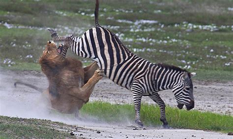 Lion Fight Zebra