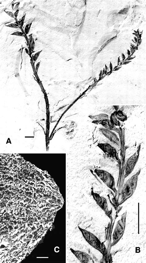 In Search of the First Flower: A Jurassic Angiosperm, Archaefructus, from Northeast China | Science