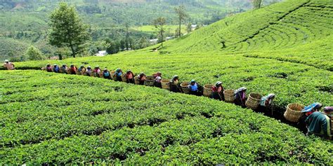 Tea, Temples and Beaches of Sri Lanka | Yampu Tours