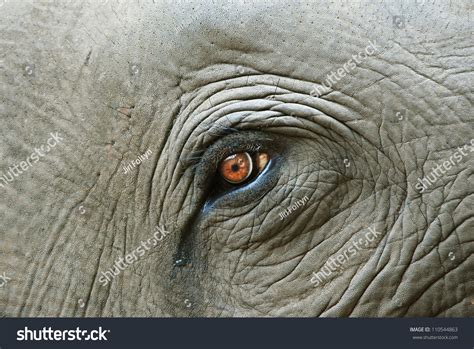 34,440 Elephant Eye Images, Stock Photos & Vectors | Shutterstock