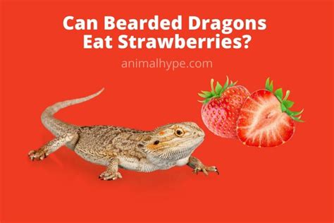 Can Bearded Dragons Eat Strawberries? - Animal Hype