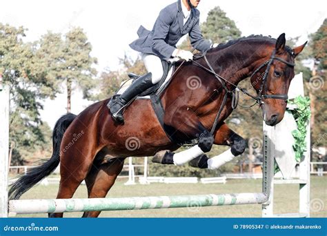 Bay Horse in Jumping Show Against Stock Image - Image of animal ...