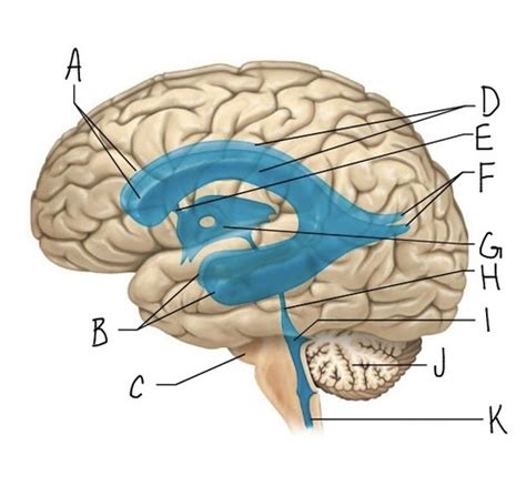 Internal brain anatomy, later view Flashcards | Quizlet