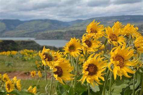 Flower field in the Columbia River Gorge Oregon [6000x4000][OC] by ...