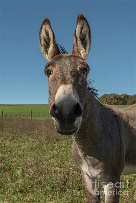 Hey Jackass Photograph by Brandon Hirt - Fine Art America