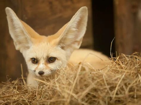 Adaptations of a Fennec Fox - Behavioral, Structural & Physiological ...