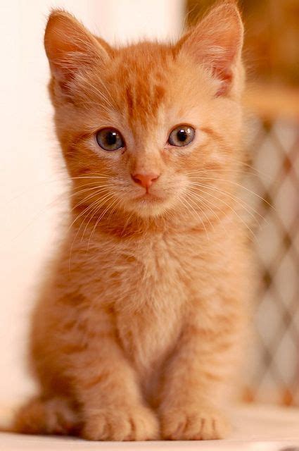 Fluffy Ginger Cat Breeds - Dogs And Cats Wallpaper