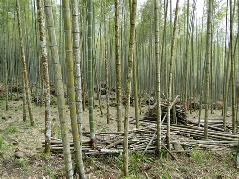 File:Bamboo forest, Taiwan.jpg - Wikipedia, the free encyclopedia