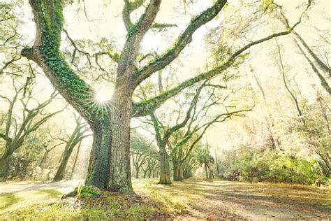 Live Oak Trees at Wormsloe Historic Site in Savannah Georgia Stock ...