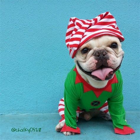 237 best Funny #Bulldogs' #costumes images on Pinterest | English bulldogs, English bulldog ...