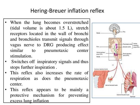 Control of Breathing Dr. Aida Korish Assoc. Prof. Physiology KSU - ppt ...