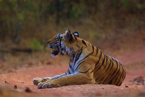 Madhya Pradesh Wildlife | Krazy Butterfly