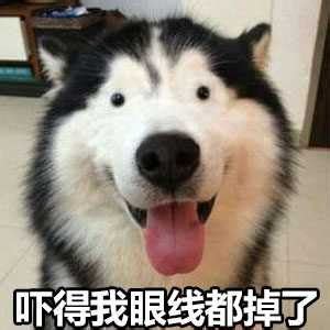 Cute Husky Memes and Funny Quotes