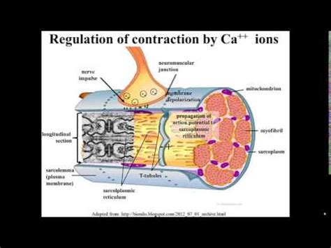 Skeletal Muscle Sarcoplasm and Sarcolemma,