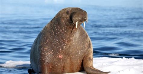 What Do Walruses Eat? 14 Foods in Their Diet - A-Z Animals