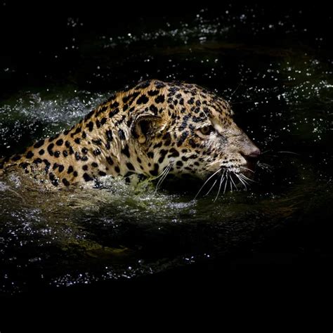 Orange jaguar swimming — Stock Photo © atthapols #105282192