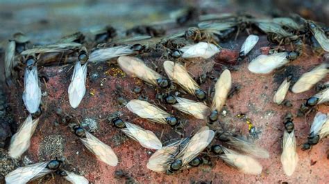 UK's 'flying ant day' arrives as radars detect mile-long swarm near south coast | UK News | Sky News