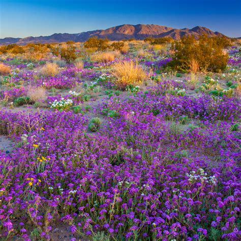 Best Activities in Joshua Tree N.P. - Sunset Magazine